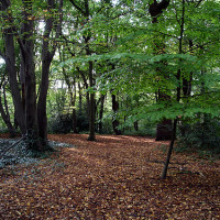 Highgate Wood local dog walk, Greater London - Dog walks in Greater London