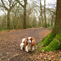 Highgate Wood local dog walk, Greater London - Dog walks in Greater London