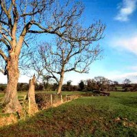 Markeaton Park dog walks, Derbyshire - Dog walks in Derbyshire