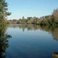 California Country Park, Berkshire - Dog walks in Berkshire