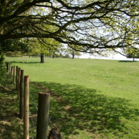 Baggeridge Country Park dog walk, Staffordshire - Dog walks in Staffordshire