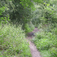 Baggeridge Country Park dog walk, Staffordshire - Dog walks in Staffordshire