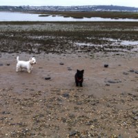 Dog Friendly Beach near Bideford, Devon - 457CBC74-F2C7-4884-BCD9-40D3D5728F25.jpeg