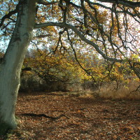 Yateley Common Country Park dog walks, Hampshire - Dog walks in Hampshire