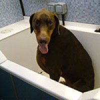 Dial a Dog Wash, Fife, Scotland - Scotland dog service