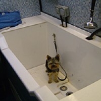Dial a Dog Wash, Fife, Scotland - Scotland dog service