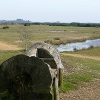 Greenham & Crookham Commons dog walks, Berkshire - Berkshire dog walk