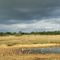 Greenham & Crookham Commons dog walks, Berkshire - Berkshire dog walk