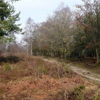 Greenham & Crookham Commons dog walks, Berkshire - Berkshire dog walk