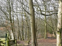 Greenham & Crookham Commons dog walks, Berkshire - Berkshire dog walk