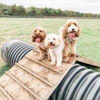The Stilton Dog Field, Cambridgeshire - DF07471B-D150-4ADB-ACC4-FF05F8D4A9D1.jpeg