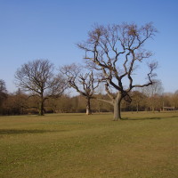 Dorridge Wood local dog walk, West Midlands - Dog walks in the West Midlands