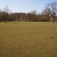Dorridge Wood local dog walk, West Midlands - Dog walks in the West Midlands