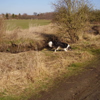 Sheldon Park dog walk, West Midlands - Dog walks in the West Midlands