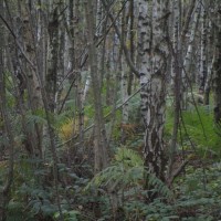 Clowes Wood dog walk, Kent - Dog walks in Kent