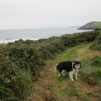 Manorbier dog-friendly beach, Pembrokeshire, Wales - Wales dog-friendly beach and dog walk