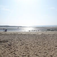 Beadnell dog-friendly beach, Northumberland - Dog-friendly beaches in Northumberland