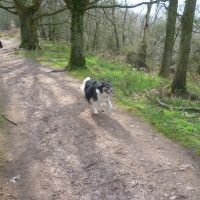 Kingsford Forest dog walk, Worcestershire - Dog walks in Worcestershire