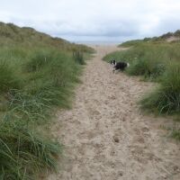 Lovely long dog-friendly beach, Northumberland - Dog-friendly beach in Northumberland