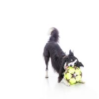 Puppy Gyp posing for the camera at Venture Studios