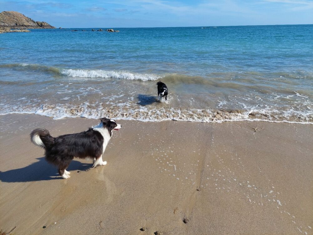 Ile Besnard Beach And Dog Walk Brittany France Driving With Dogs Ile Besnard Beach And Dog Walk Brittany France Driving With Dogs