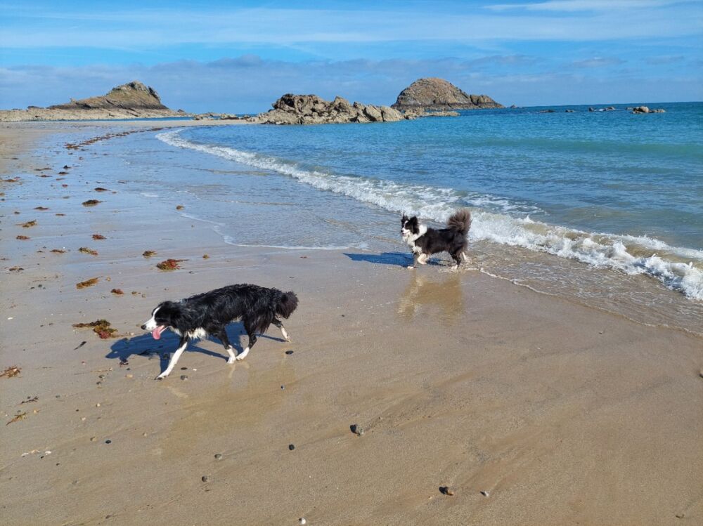 Ile Besnard Beach And Dog Walk Brittany France Driving With Dogs ile-besnard-beach-and-dog-walk-brittany-france-driving-with-dogs