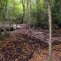 Kings Wood dog walk, Cornwall - Dog walks in Cornwall
