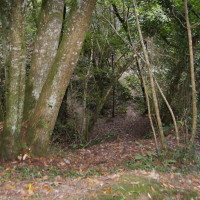 Kings Wood dog walk, Cornwall - Dog walks in Cornwall