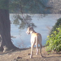 Waggies Dog Walking Service, Berkshire - Image 1