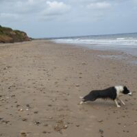 The Cow Shed Cafe and dog-friendly beach, East Yorkshire - Yorkshire dog-friendly beaches and dog walks