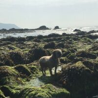 Widemouth dog-friendly beach and dog walk, Cornwall, Cornwall - 3DD1217D-E993-4FA4-AA82-74737718D5D8.jpeg