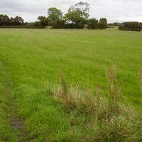 Shevington local dog walk, Lancashire - Dog walks in Lancashire
