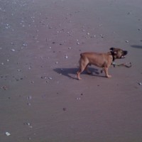 Towyn dog-friendly beach near Rhyl, Wales - Dog walks in Wales