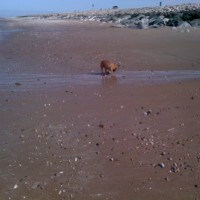 Towyn dog-friendly beach near Rhyl, Wales - Dog walks in Wales