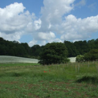Jeskyns Community Woodland and Greenspace dog walk, Kent - Dog walks in Kent
