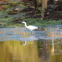 Yar Estuary Circular Walk, Yarmouth, Isle of Wight - Dog walks on the Isle of Wight