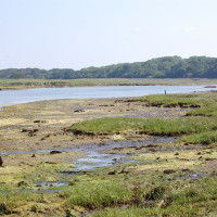 Yar Estuary Circular Walk, Yarmouth, Isle of Wight - Dog walks on the Isle of Wight