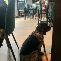 Dog Friendly Cafe Lesmahagow, Scotland - IMG_6075.jpeg