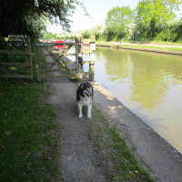 A5 canalside dog walk between Rugby and Northampton, Northamptonshire - Dog walks in Northamptonshire