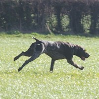 M1 Junction 44 country park dog walk, West Yorkshire - Dog walk in Yorkshire