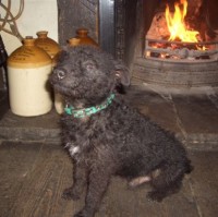 Masham dog-friendly pub, North Yorkshire - Dog walks in Yorkshire