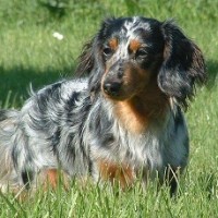 Tandle Hill dog walks, Lancashire - Image 1