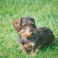 Tandle Hill dog walks, Lancashire - Image 2