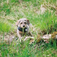 Tandle Hill dog walks, Lancashire - Image 3