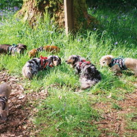 Tandle Hill dog walks, Lancashire - Image 4