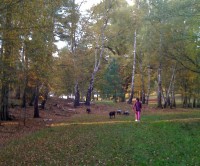 Virginia Water dog walks, Surrey - Dog walks in Surrey