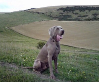 Castle Hill National Nature Reserve dog walk, East Sussex - Dog walks in Sussex