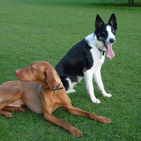 Paws4 K9 Training, York, North Yorkshire - Image 1