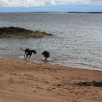 Carnoustie dog-friendly beach and dog walk, Scotland - Dog walks in Scotland