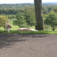 M8 junction 24 dog walk in a Glasgow park, Scotland - Dog walks in Scotland